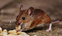 24 Hour & Emergency Exterminators in North Hampton, IL